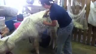 Raise Alpacas with Love: Hand Shearing Suri Alpaca Quick Demo