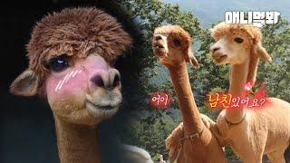 알파카가 맘에 드는 이성에게 추파 던지는 법ㅋㅋㅋㅣWhat Happens When Alpacas Fall In Love