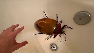 this BUG was in my BATHTUB...