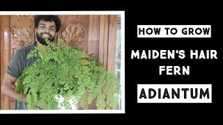 How To Grow A Maiden's Hair Fern / Adiantum / 4 Simple Rules / Nandanam Exotics / By Nirmal Kumar