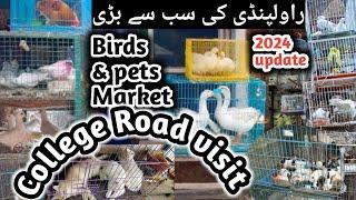 College Road Birds Market Rawalpindi | Pets Give Away /Cats / Dogs | Exotic birds | Aseel Murga.