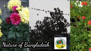 The flowers & birds palace of Bangladesh .