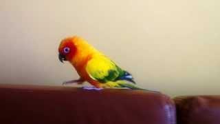 Aratinga solstitialis / Sun Conure / Aratinga slnečná (zlatá): 02