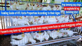 Feeding Guide of RTL Ratio Proportion According to their Ages/ Sukat ng Feeds na ipakain sa RTL