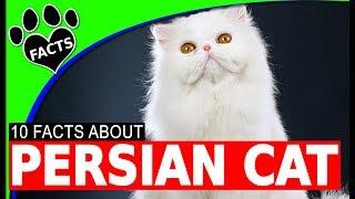 Top 10 Fun Facts About Persian Cats - Cats 101