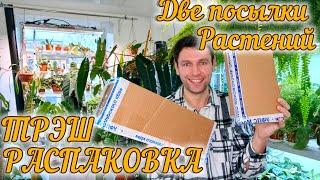 ТРЭШ РАСПАКОВКА /НОВИНКИ РАСТЕНИЙ без слез не взглянешь