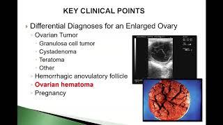 Clinical Cases in Equine Reproduction - Granulosa Theca Cell Tumor Vol#1