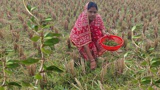 মাঠের ব্রাম্ভি শাকের রসের উপকারিতা ব্রেনোলিয়া কে ও হার মানায়। Barmi shak chenar upay। Bramvi shak।