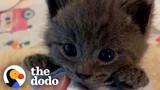 Picky Kitten Refuses To Give Up His Bottle | The Dodo Cat Crazy