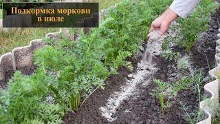 Подкормка моркови в июле