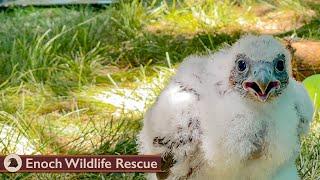 First Month With Striker the Peregrine Falcon