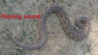 Russell's viper snake Hissing sound