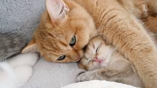 Mother cat Mimi hugs Lili's kittens while raising baby kittens