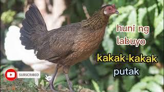 huni ng babaeng labuyo (wild chicken)