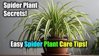 Spider Plant Care: Ultimate Guide to Growing Thriving Spider Plants at Home 