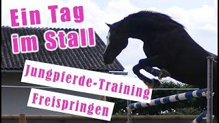 Ein Tag im Pferdestall - Jungpferd reiten & Freispringen mit Dandy