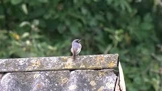 Black Redstart | Горихвістка чорна