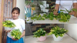 Stringing ivory betel leaf | Ivory betel creations for indoors do not propagate