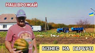 Вирощування Гарбуза на продаж. Бізнес в селі