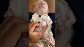 Bobo so cute #babymonky #babyanimal #monkeybabby #babymonkey #cute #monkeys #animals #monkey