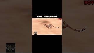 cheetah hunting #animals #cheetah #wildlife #vs #youtubeshorts #shorts #hunting #hero #animal