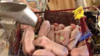 Свинофермы в Европе. Кастрация поросят в Дании Castration of piglets