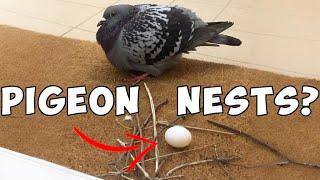 Why can't pigeons build nests?