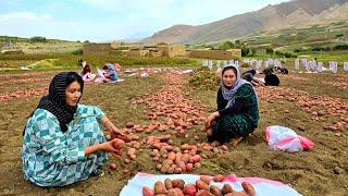 Daily lifestyle of Afghan girls | How the villagers collect their potato crops