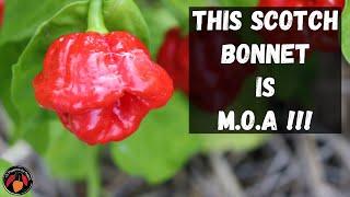 Scotch Bonnet MOA Red Pepper Review and Tasting