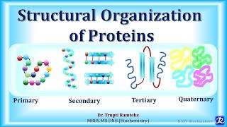 2: Structural organization of proteins |Amino acid chemistry | Biochemistry | N'JOY Biochemistry