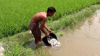 Growing Rice and Fish together | Rice and Fish Mixed farming in South Asia | 3rd Eye Unfold
