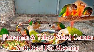 Pineapple conure food || yellow sided conure morning soft food || Rajdip Aviary