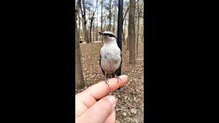 Поползень красавец / The nuthatch is beautiful