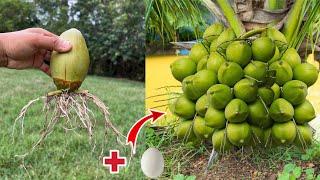 How to propagate coconut with banana to get many fruits in a short time-How to grow a coconut tree