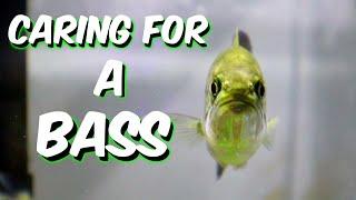 MAINTAINING A baby Largemouth BASS AQUARIUM *Cleaning Routine* | A1A Adventures