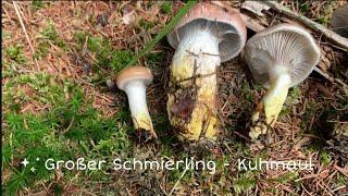 Großer Schmierling- Kuhmaul - Pilze unter der Lupe