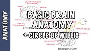 Anatomy - Brain (Circle of Willis and Stroke)