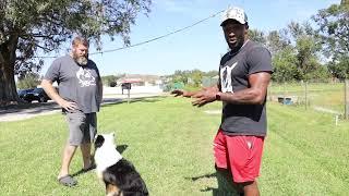 Intelligent Border Collie Knows Over 100 Commands - He's 10