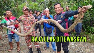 TEWASKAN RAJA ULAR TEDUNG SELAR GANGGU WARGA KAMPUNG