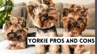 Yorkie Pros And Cons | Yorkie 101