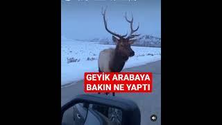 Geyik arabaya bakın ne yaptı #geyik #shorts #short #shortsvideo