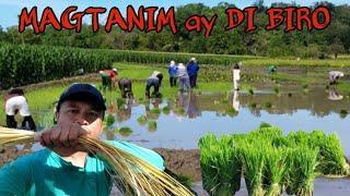 NAGTANIM NG PALAY | BUHAY MAGSASAKA | OCCIDENTAL MINDORO