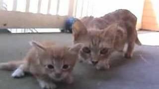 mama cat comes to rescue her little kitten