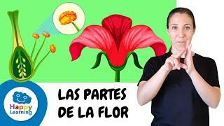 LAS PARTES DE LA FLOR | CURIOSIDADES PARA NIÑOS EN LENGUA DE SIGNOS | Happy Learning 