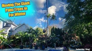 Moving The Giant Houseplants & Palm Trees By Crane For Winter Storage || Saturday Vlog