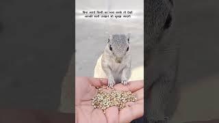 Karke dekho  #animals #animallover #shayari #shayaristatus #squirrel #gilehri #whatsappstatus