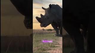Amazing Facts about rhinoceros #rhinoceros #animals #shorts