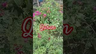 Quran urdu translation