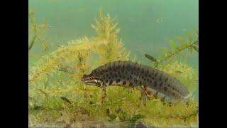 Lurche, Teichmolch = Streifenmolch (Triturus vulgaris). pond newt. Ein Video von KLAUS TAUX