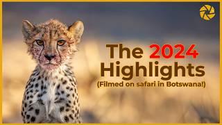 Watch Our Botswana Wildlife Photography Highlights for 2024